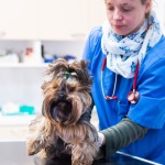 Veterinary home visits